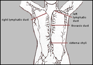 dutoslinfáticos